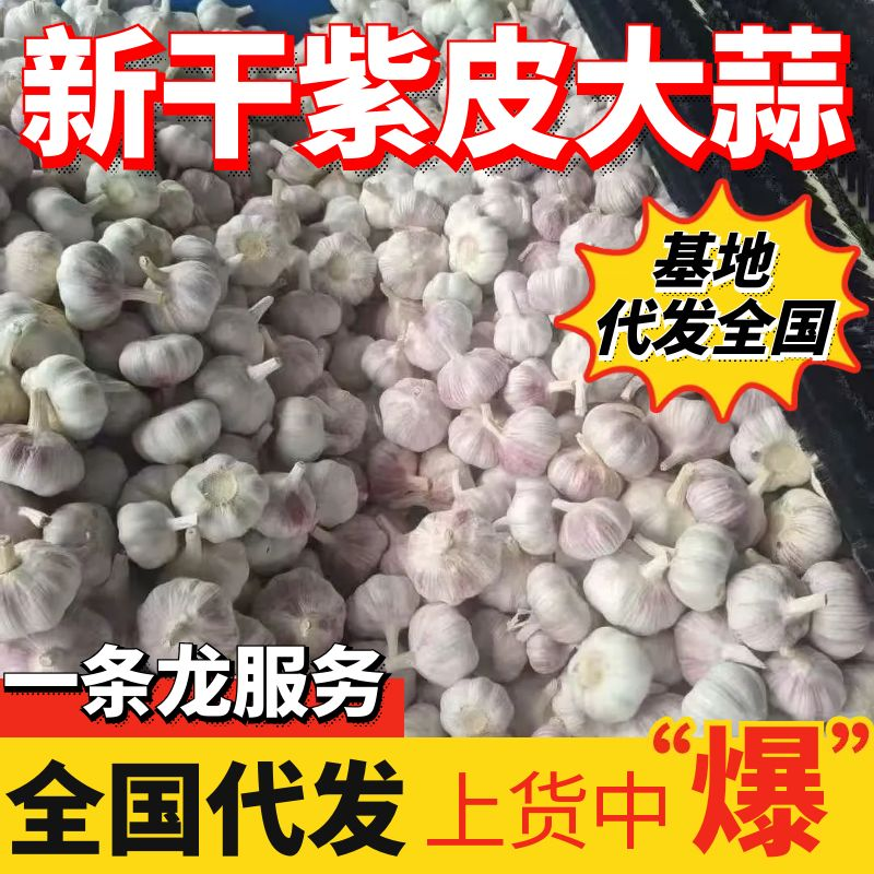 紫皮大蒜/紫皮蒜干蒜/山东大蒜（坏烂包赔全国发货中）