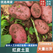红皮黄心土豆青薯9雪川红量大质优产地直销