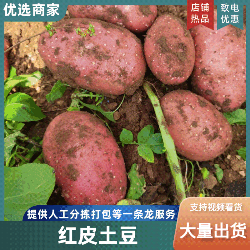 红皮黄心土豆青薯9雪川红量大质优产地直销