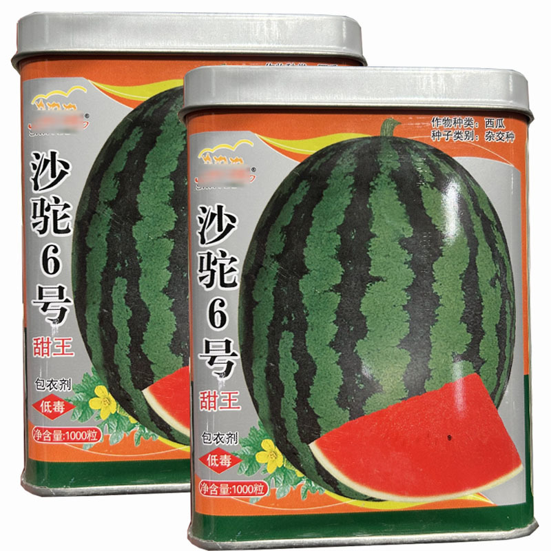 甜王西瓜种子沙驼6号高产甜度高耐裂易座果皮薄大田露地