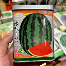 甜王西瓜种子沙驼6号高产甜度高耐裂易座果皮薄大田露地