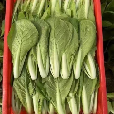 菏泽曹县精品小白菜，大量现货速发，产品保质保量欢迎选购