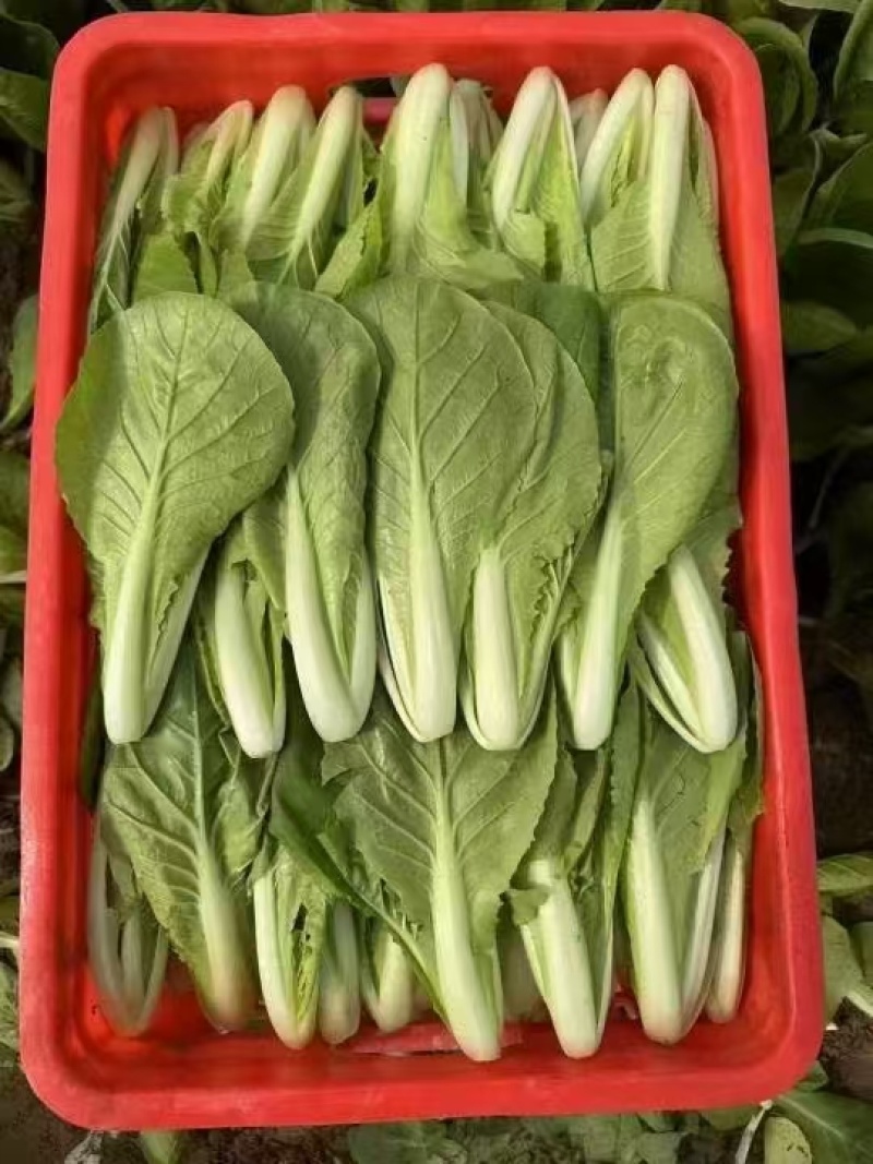菏泽曹县精品小白菜，大量现货速发，产品保质保量欢迎选购