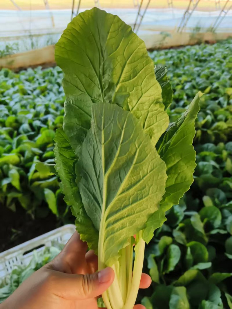 菏泽曹县精品小白菜，大量现货速发，产品保质保量欢迎选购