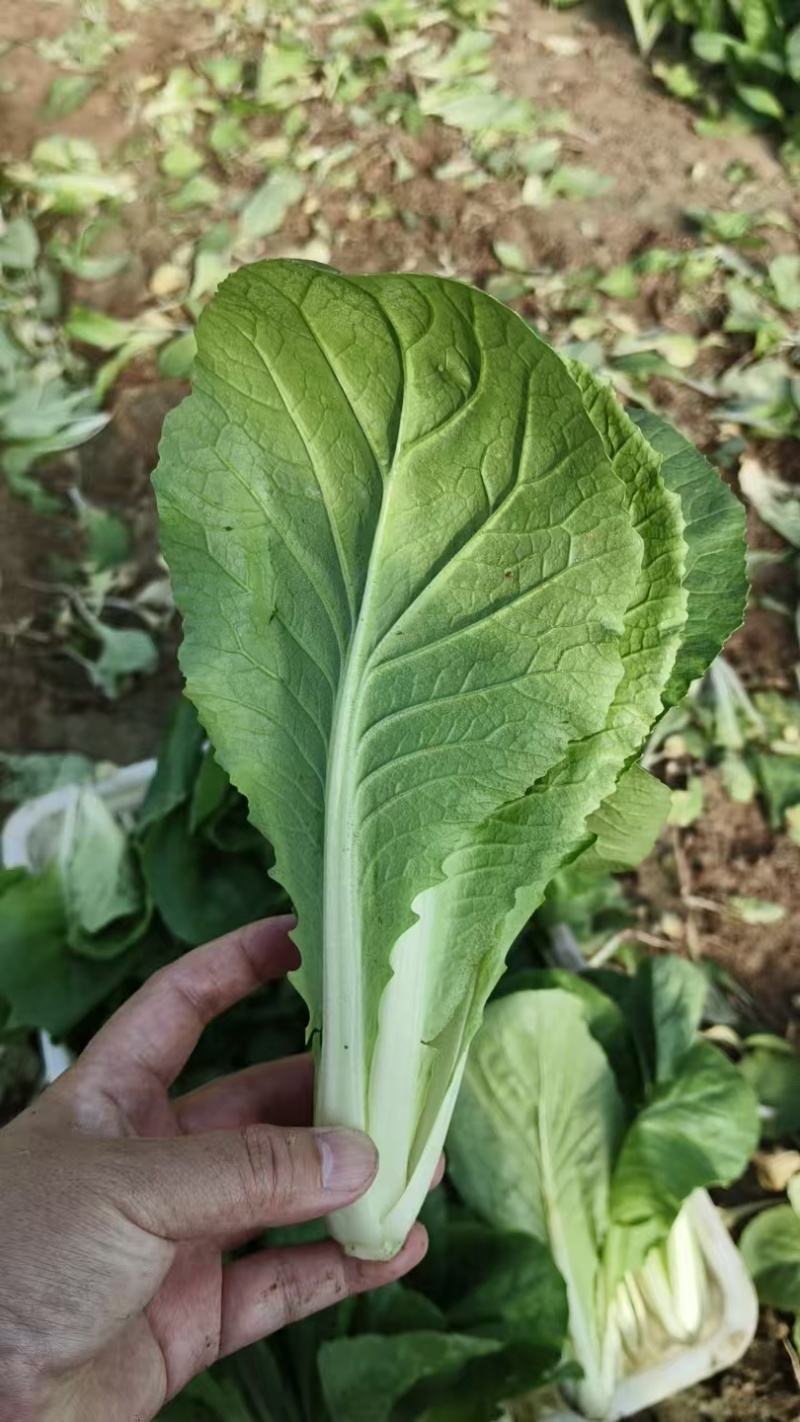 菏泽曹县精品小白菜，大量现货速发，产品保质保量欢迎选购