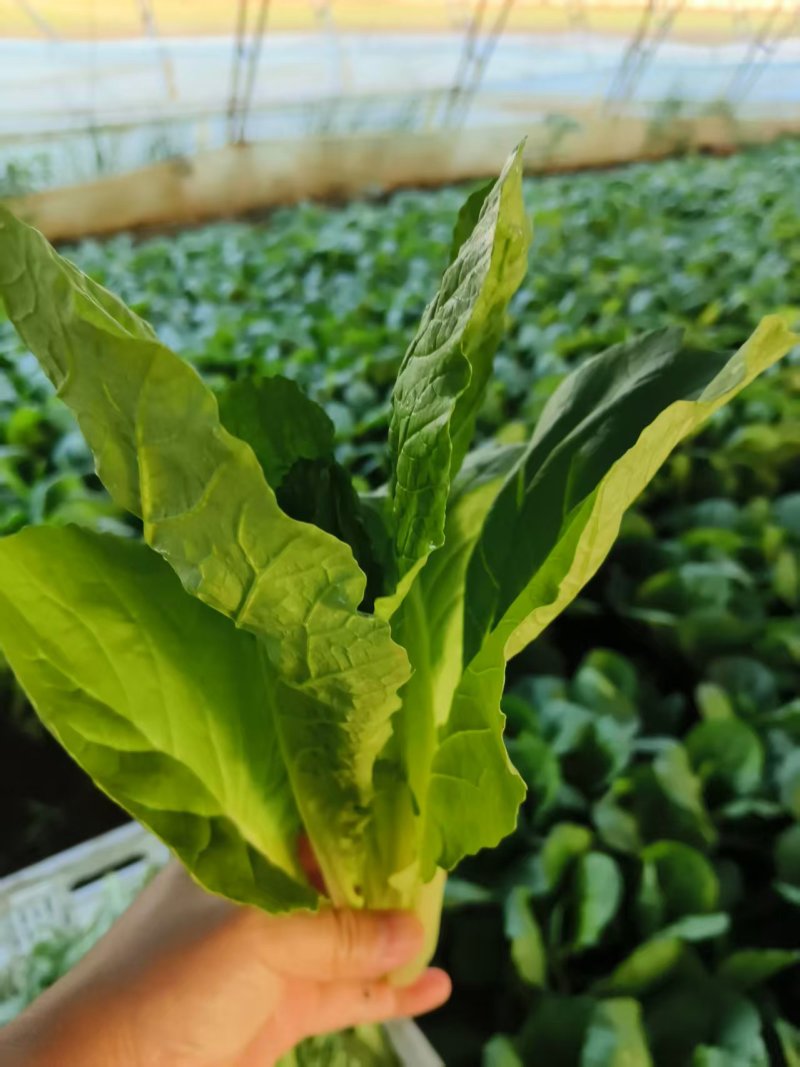 菏泽曹县精品小白菜，大量现货速发，产品保质保量欢迎选购