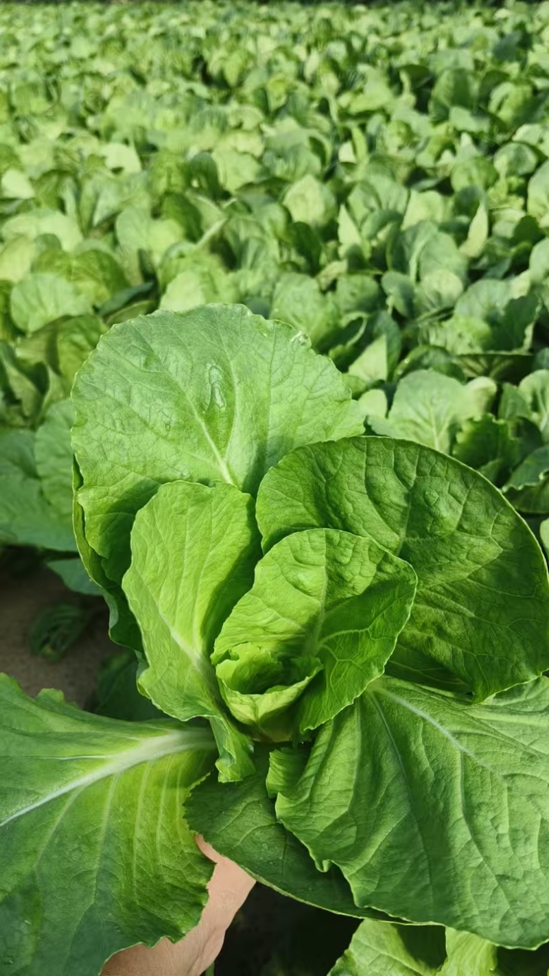 菏泽曹县精品小白菜，大量现货速发，产品保质保量欢迎选购