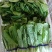 菏泽曹县精品小白菜，大量现货速发，产品保质保量欢迎选购