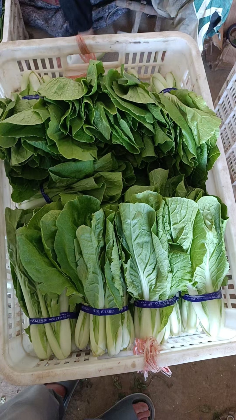 菏泽曹县精品小白菜，大量现货速发，产品保质保量欢迎选购