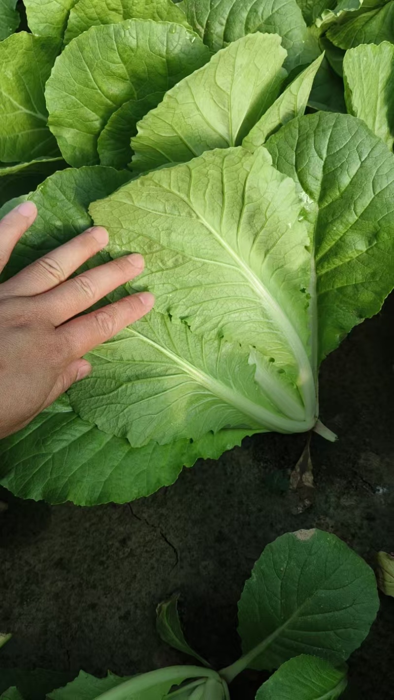 菏泽曹县精品小白菜，大量现货速发，产品保质保量欢迎选购