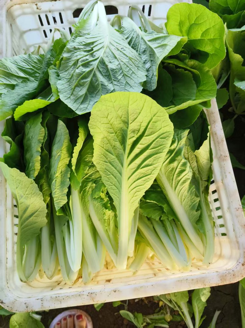 菏泽曹县精品小白菜，大量现货速发，产品保质保量欢迎选购