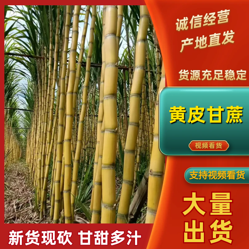 云南黄皮甘蔗脆甜多汁价格美丽质量好整车有货量大从优热卖中