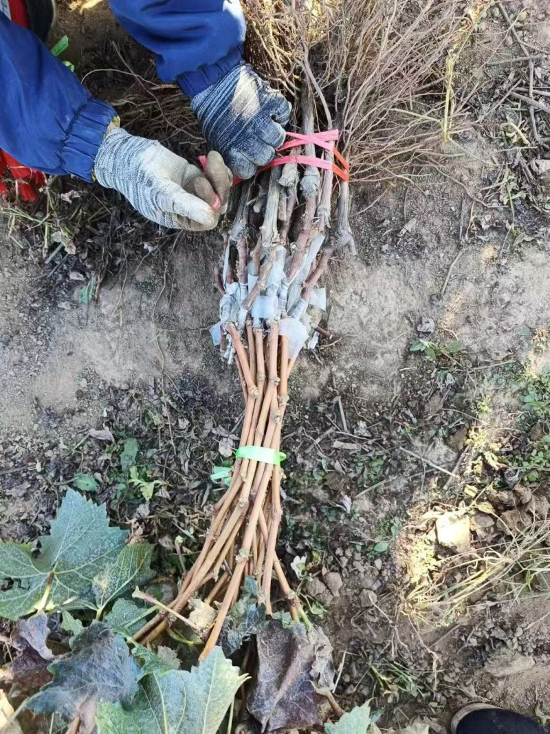 出售占地葡萄树葡萄苗大小都有品种齐全，占地果树全国发货
