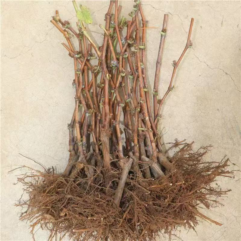 出售占地葡萄树葡萄苗大小都有品种齐全，占地果树全国发货