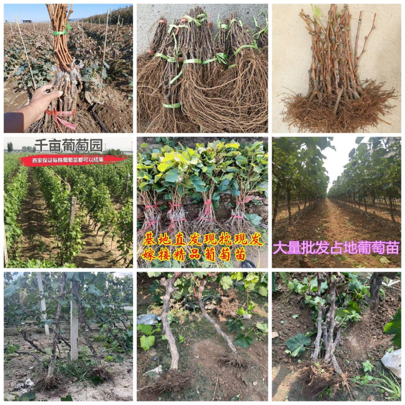 出售占地葡萄树葡萄苗大小都有品种齐全，占地果树全国发货