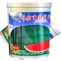 抗病重茬霸王西瓜种子果实椭圆果肉大红黑花皮西瓜种子