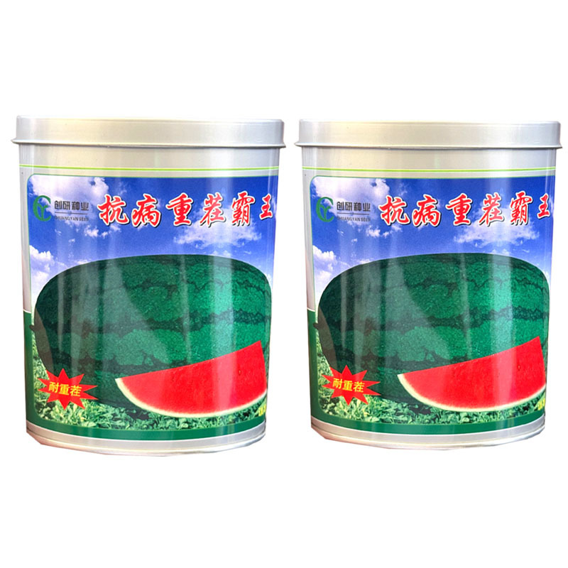 抗病重茬霸王西瓜种子果实椭圆果肉大红黑花皮西瓜种子