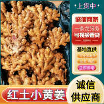 云南红土小黄姜【加工厂/市场货/电商货】坏烂包赔全国发货
