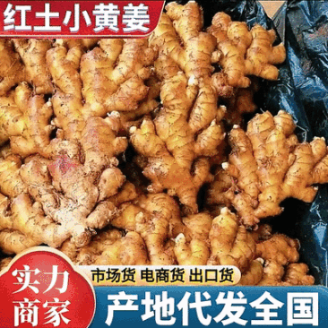 贵州小黄姜/产地直供/坏烂包赔【加工厂/电商货/市场货】