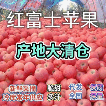 【红富士苹果】山东苹果/片红全红/膜袋水晶富士/常年批发