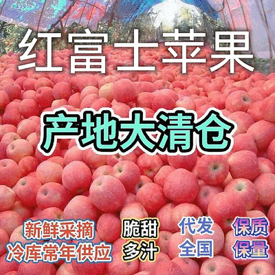 【红富士苹果】山东苹果/片红全红/膜袋水晶富士/常年批发