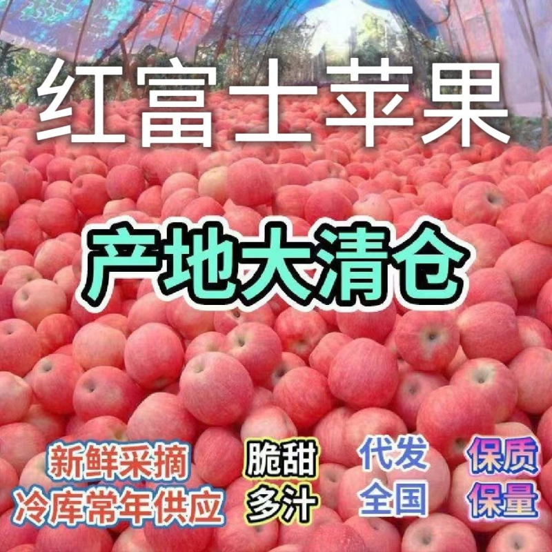 【红富士苹果】山东苹果/片红全红/膜袋水晶富士/常年批发