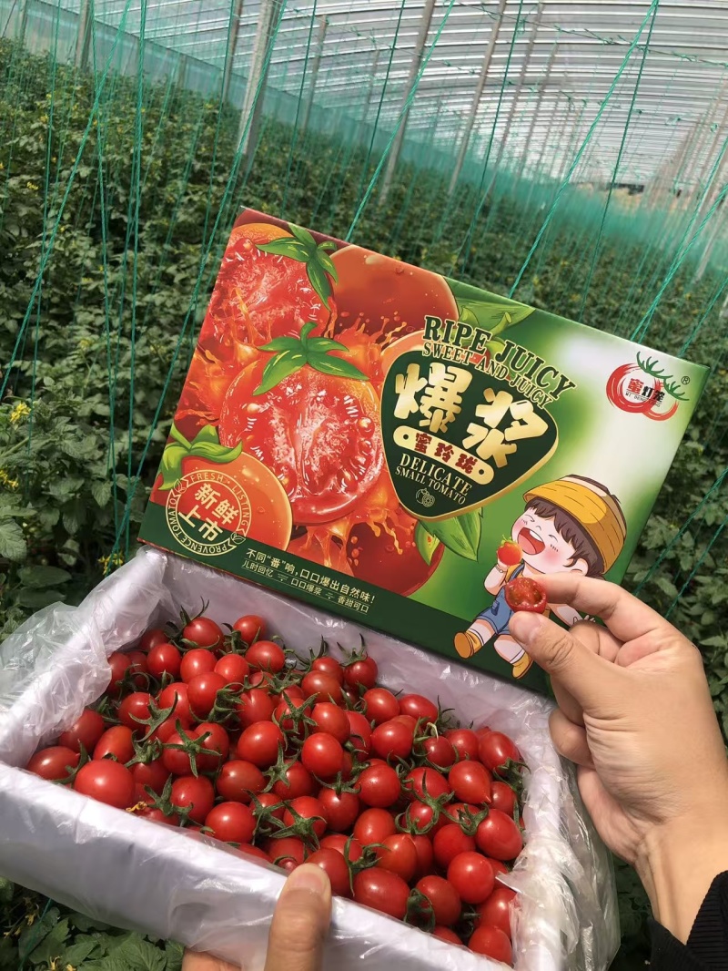 玲珑小番茄大量供应商超档口团购电商欢迎来电咨询