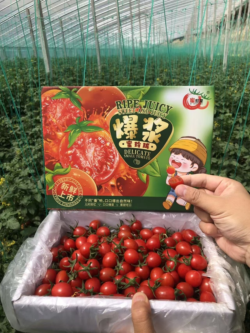 玲珑小番茄大量供应商超档口团购电商欢迎来电咨询