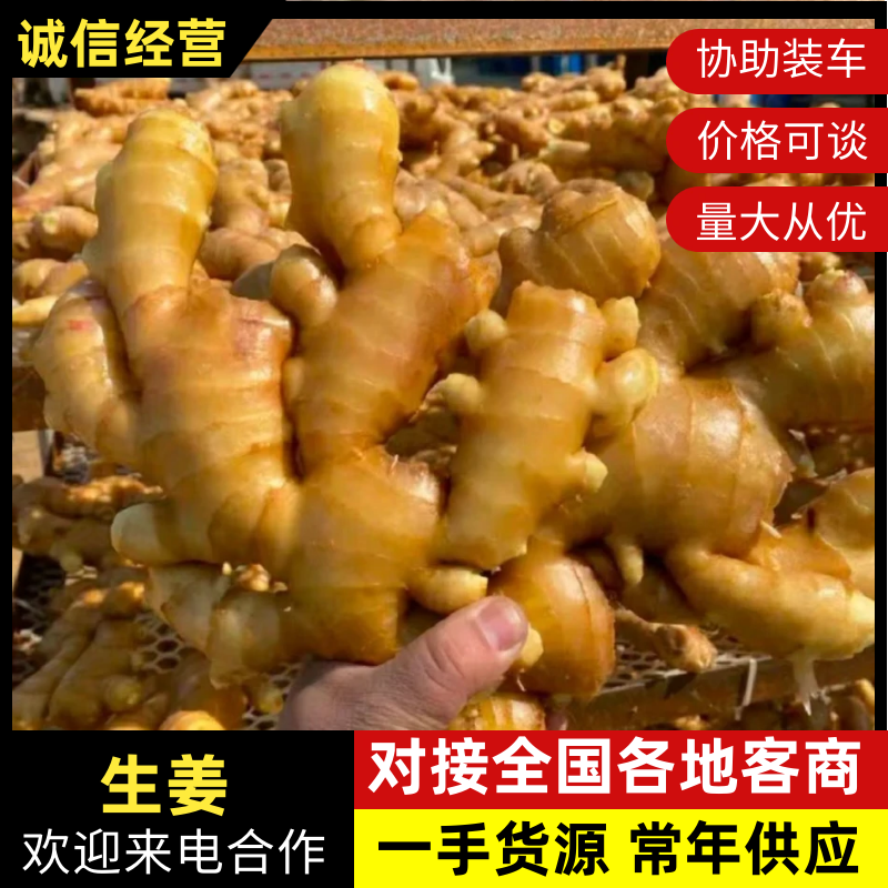 山东精品生姜品质保证产地直发一手货源大量供应欢迎合作