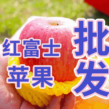 《常年批发》红富士苹果/片红全红/规格齐全/可全国发货