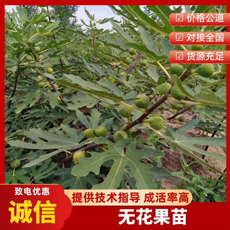 【无花果树苗】80~100cm包邮包品种包成活死苗补发