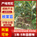 【板栗苗】包品种包成活死苗补发成活率高南北种植