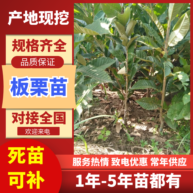 【板栗苗】包品种包成活死苗补发成活率高南北种植