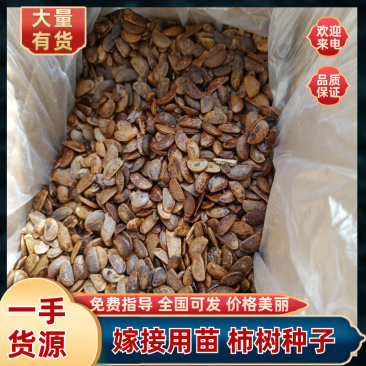 【柿子树种子】软枣，君迁子种子新鲜发货南北种植嫁接用苗