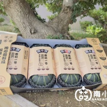 南小萌惠和一号贝贝南瓜实力供应量大从优欢迎选购