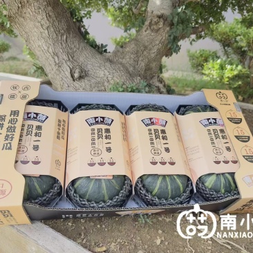南小萌惠和一号贝贝南瓜实力供应量大从优欢迎选购