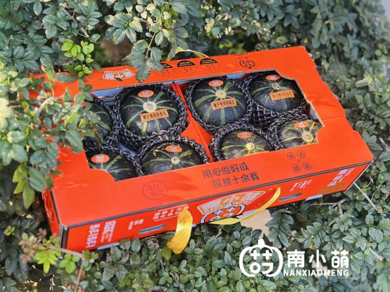 南小萌惠和一号贝贝南瓜实力供应量大从优欢迎选购