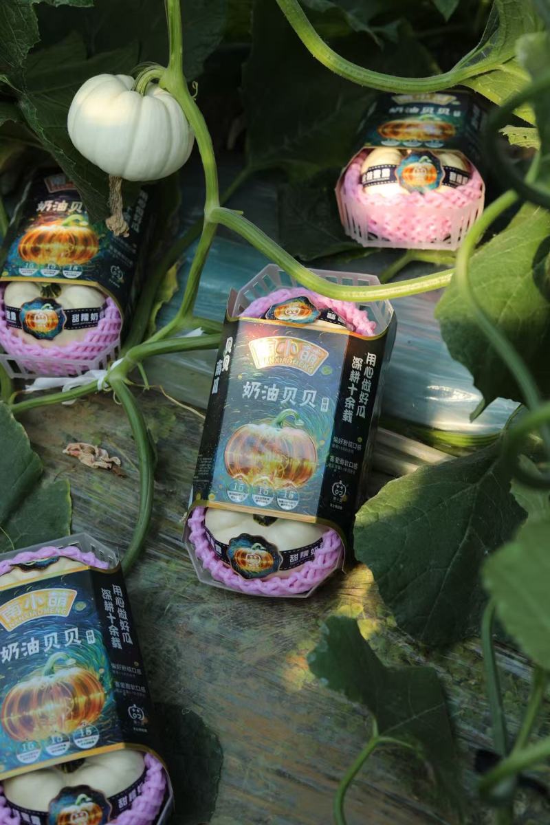 南小萌奶油贝贝南瓜口感粉糯全年供应品质保证欢迎联系