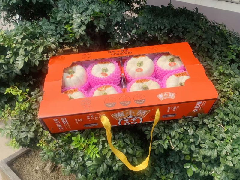 南小萌奶油贝贝南瓜口感粉糯全年供应品质保证欢迎联系
