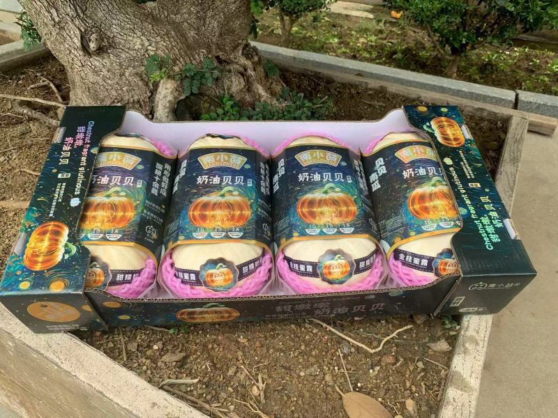 南小萌奶油贝贝南瓜口感粉糯全年供应品质保证欢迎联系