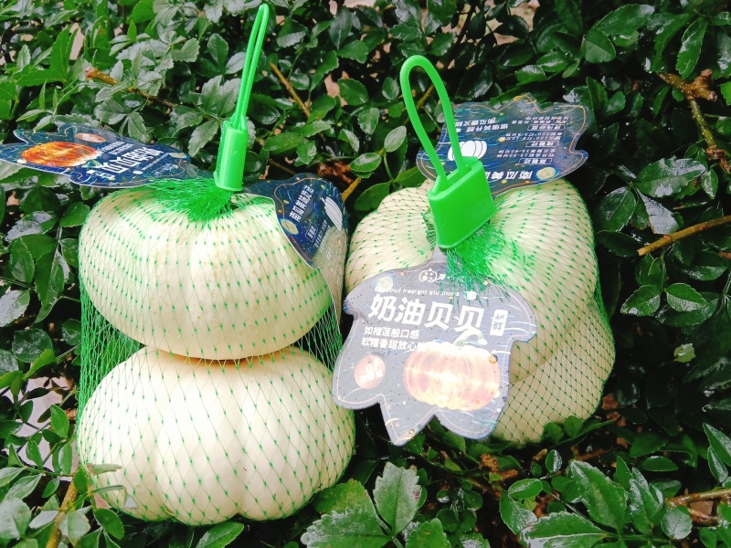 南小萌奶油贝贝南瓜口感粉糯全年供应品质保证欢迎联系