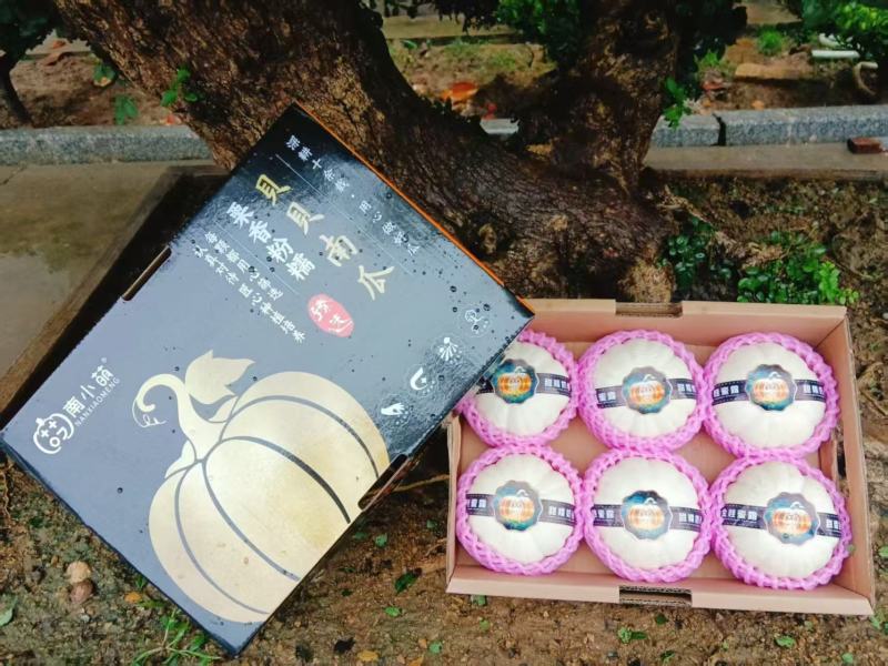 南小萌奶油贝贝南瓜口感粉糯全年供应品质保证欢迎联系