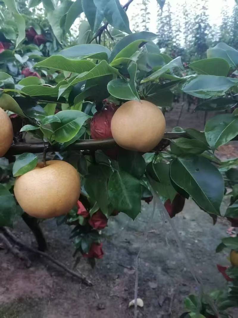 【实力供货】晚秋黄梨协助装车价格合理欢迎采购