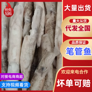 【推荐】单冻笔管鱼对接全国可视频看货欢迎下单咨询