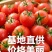 山东平度直供，产地一手价告别中间商