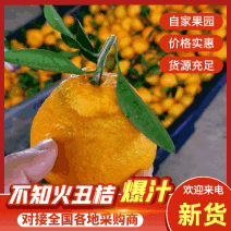湖北不知火丑橘产地便宜了一手货源视频看货对接全国