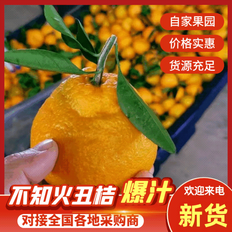 湖北不知火丑橘产地便宜了一手货源视频看货对接全国