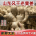 【大黄姜/红芽姜/水洗风干姜】产地批发/常年供应