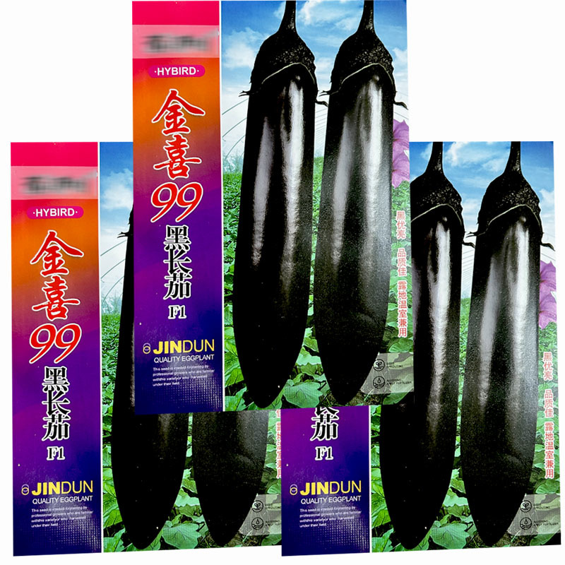 黑色长茄子种子金喜99早熟紫黑抗病长棒形蔬菜基地专用