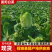 精品夏阳白菜大量上市对接商超各大市场欢迎买货